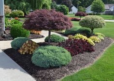 a garden with various trees and bushes in it