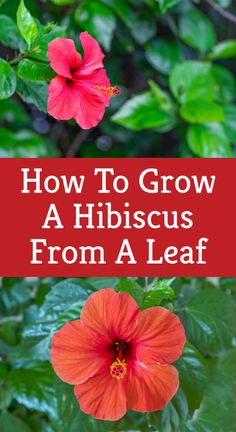 red hibiscus flowers with the title how to grow a hibiscus from a leaf