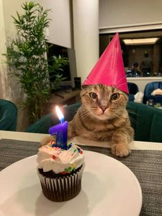 a cat is sitting next to a cupcake with a lit candle on it and looking at the camera