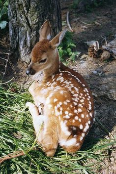 a small deer sitting in the grass next to a tree