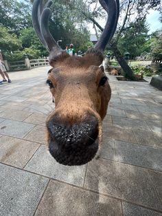 a close up of a deer's face with people in the background looking on