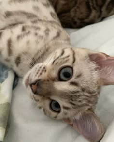 a cat laying on top of a bed next to another cat with it's tongue hanging out