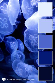 some blue and white jellyfish in the water with text overlay that says, color palette