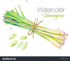 watercolor lemongrass on white background with clippings for the label or package