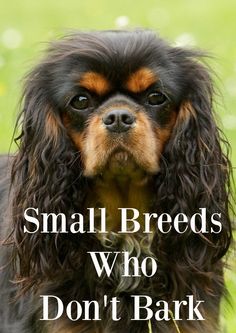 small breeds who don't bark