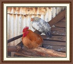 two chickens standing on top of a wooden platform next to a metal roofing wall