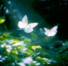 two white butterflies flying in the air over some green plants and flowers with sunlight shining through them