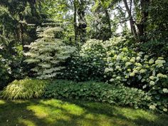 some bushes and trees in the grass