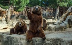 two brown bears standing on their hind legs in an enclosure with trees and rocks behind them