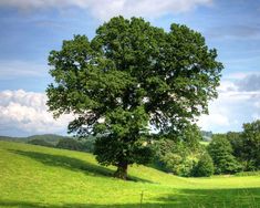 a large green tree sitting in the middle of a lush green field on a sunny day