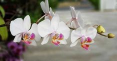 three white orchids with pink and yellow centers on a branch in front of purple flowers