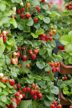 many potted plants with red berries growing on them