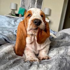 a brown and white dog laying on top of a bed