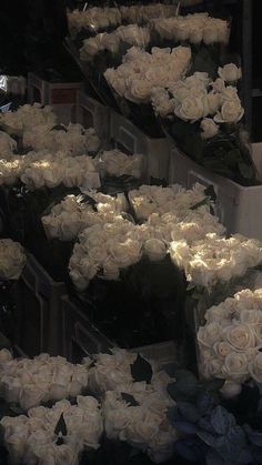 white roses are arranged in boxes on display