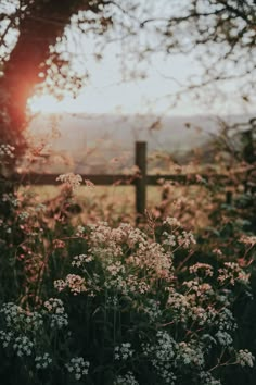 the sun shines brightly through the trees and flowers in front of a wooden fence