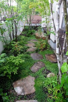 an outdoor garden with stepping stones and trees