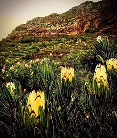 some very pretty flowers by the side of a mountain