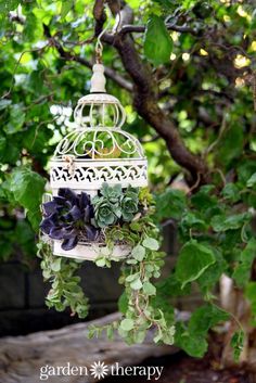 a birdcage filled with succulents and plants hanging from a tree