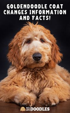 a goldendoodle sitting on top of a wooden table next to a black background