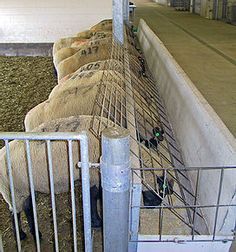 sheep are lined up in their pen at the animal farm, waiting to be sold