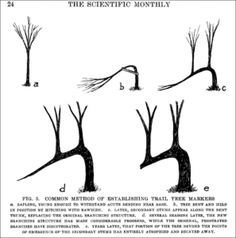 four different types of trees with the same amount of leaves on each tree, and one is