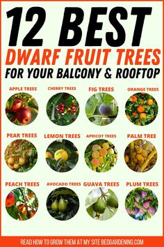 Trees On Rooftop, Best Fruit Trees To Grow In Florida, Growing Fruit Trees Indoors, Planting Fruit Trees In Yard, When To Plant Fruit Trees, How To Grow Fruit Trees, Easiest Fruit To Grow, Fruit Trees Backyard Landscaping, Fruit Trees In Pots