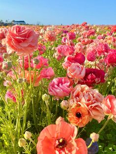 a field full of pink and orange flowers