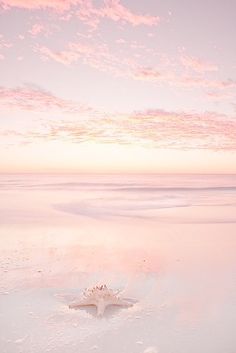 a starfish on the beach with pink clouds in the background