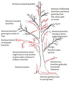 the parts of a tree that are labeled in red and black with arrows pointing to different branches