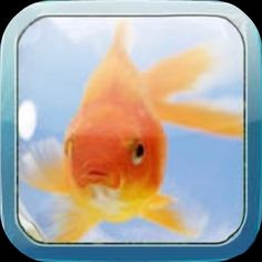 a goldfish in an aquarium looking at the camera