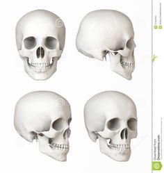 three views of the human skull with different angles and facial features stock photo - image