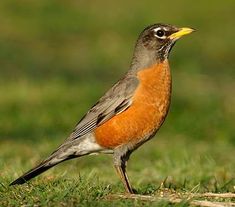 a small bird standing in the grass with its beak open and it's eyes closed