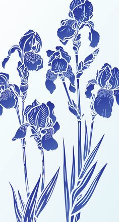 three blue flowers on a white background