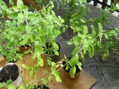 several potted plants sitting on top of a wooden table