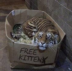 a tiger laying in a cardboard box that says free kittens