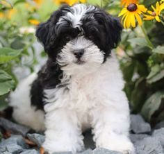 a small black and white dog sitting on top of some rocks next to yellow flowers