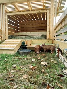 a dog laying on the ground in front of a wooden structure with stairs leading up to it