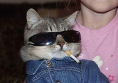 Cat With Sunglasses, Sunglasses