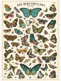 a bunch of colorful butterflies on a white background with the words,'nos bons papillons '