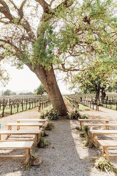 an outdoor ceremony setup with wooden benches and greenery on the ground under a large tree