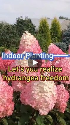 pink flowers with the words indoor planting let's you realize hydrangea freedom