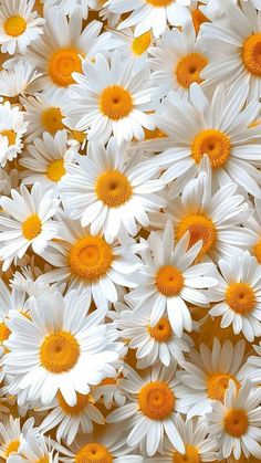 many white and yellow daisies are arranged together