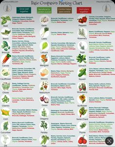 a poster showing the different types of vegetables that are in each planter's garden