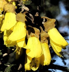 a bunch of yellow bananas hanging from a tree with leaves and branches in the background