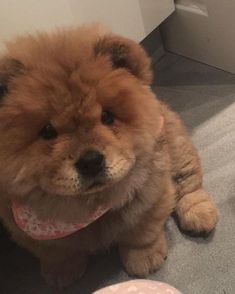 a brown dog sitting on top of a carpet next to a white wall with an instagram sign above it