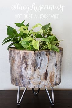 a potted plant sitting on top of a wooden table