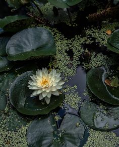 a white water lily floating on top of green leaves