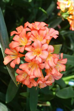 an orange flower with green leaves in the background