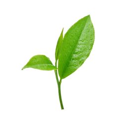 a single green leaf with water droplets on it's leaves, against a white background