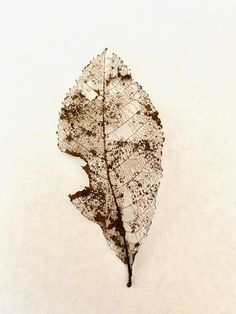 a leaf that is sitting in the snow